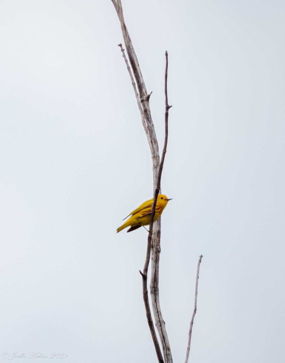 Yellow Warbler - JT Santangelo