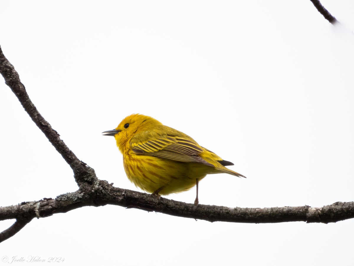 Yellow Warbler - JT Santangelo