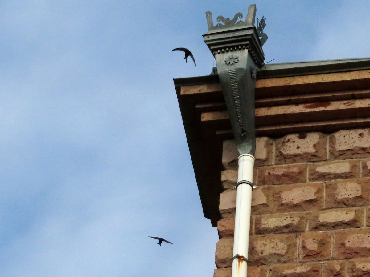 Common Swift - Kseniia Marianna Prondzynska