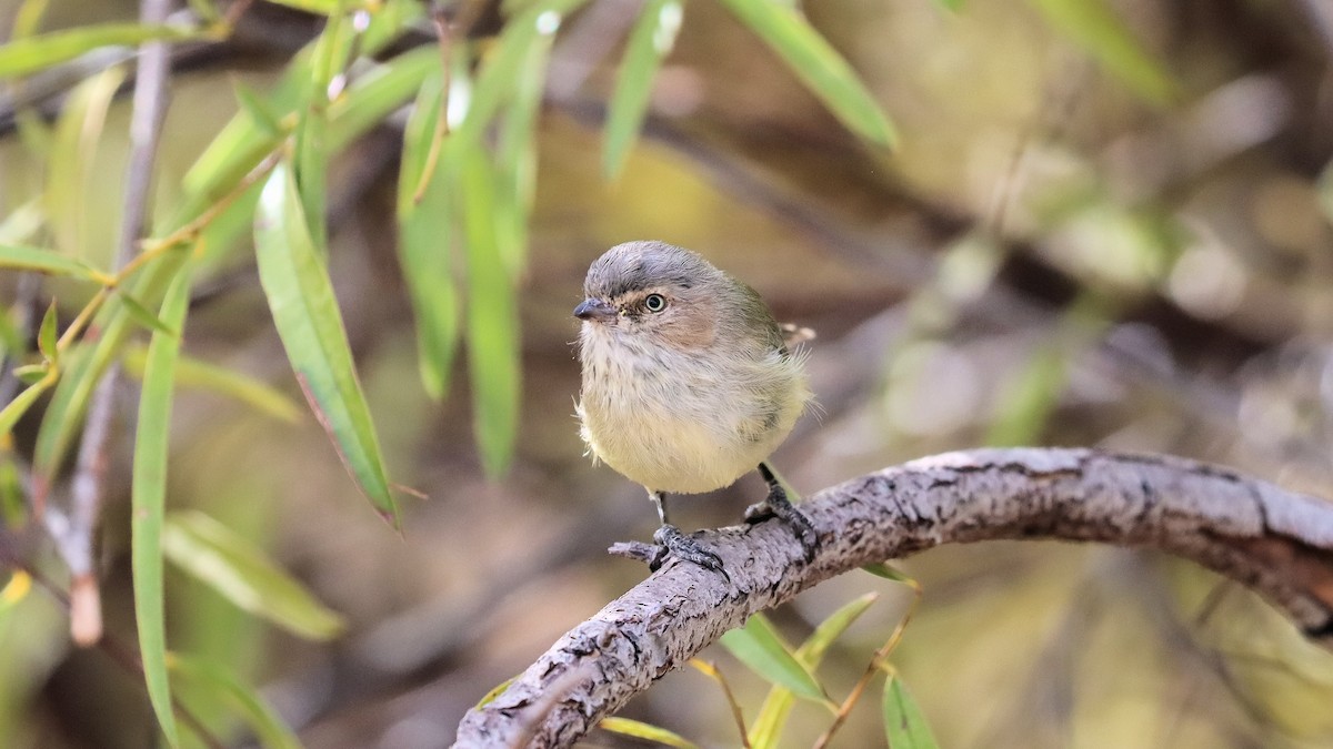 Weebill - Craig Lumsden