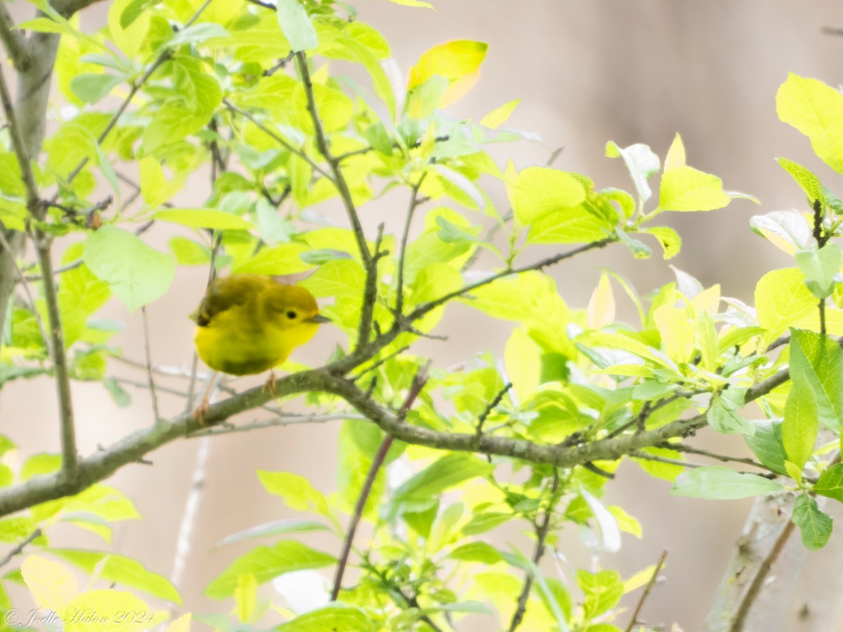 Yellow Warbler - JT Santangelo