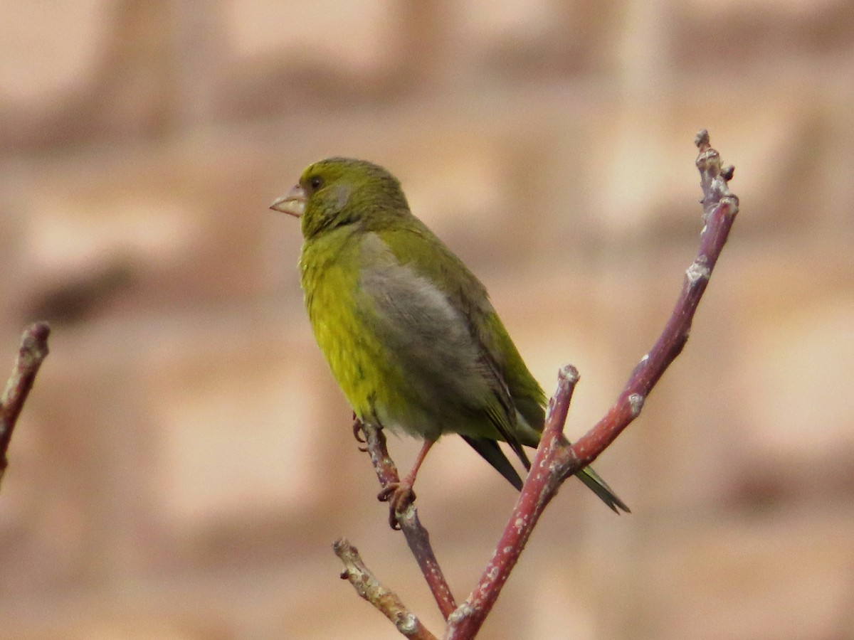 European Greenfinch - Kseniia Marianna Prondzynska