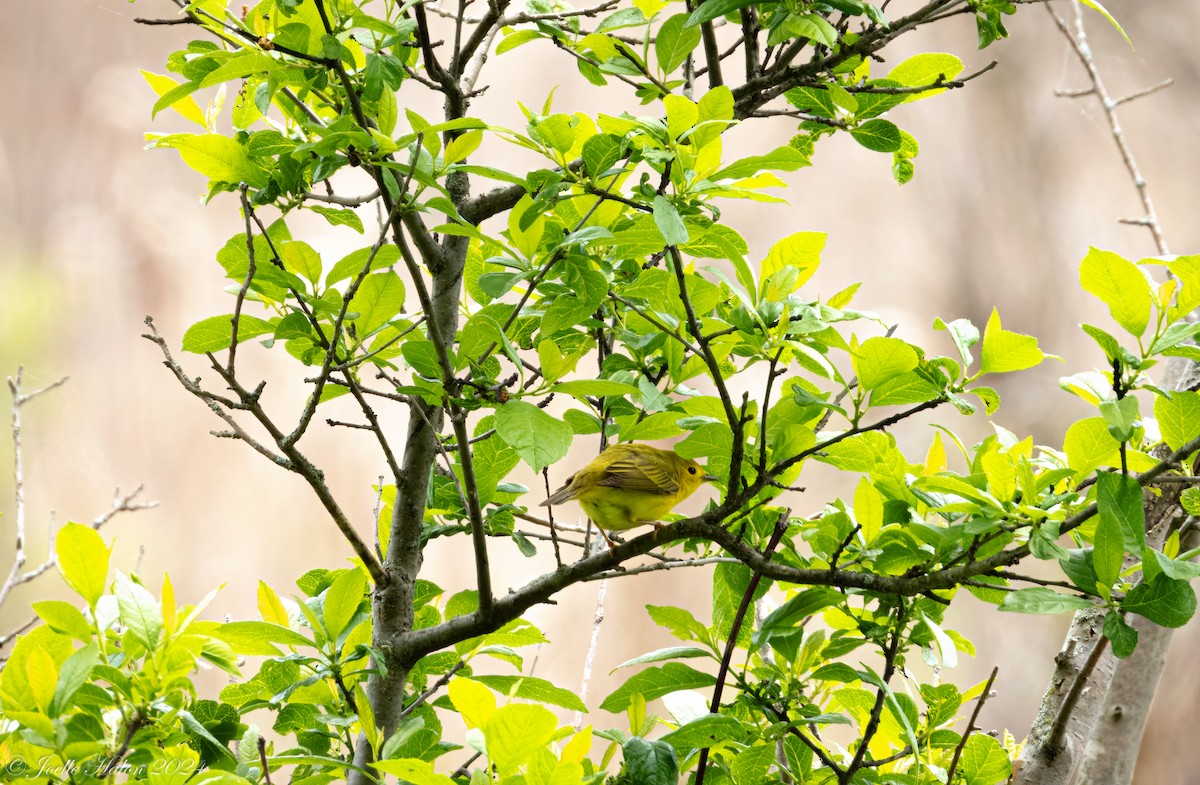 Yellow Warbler - JT Santangelo