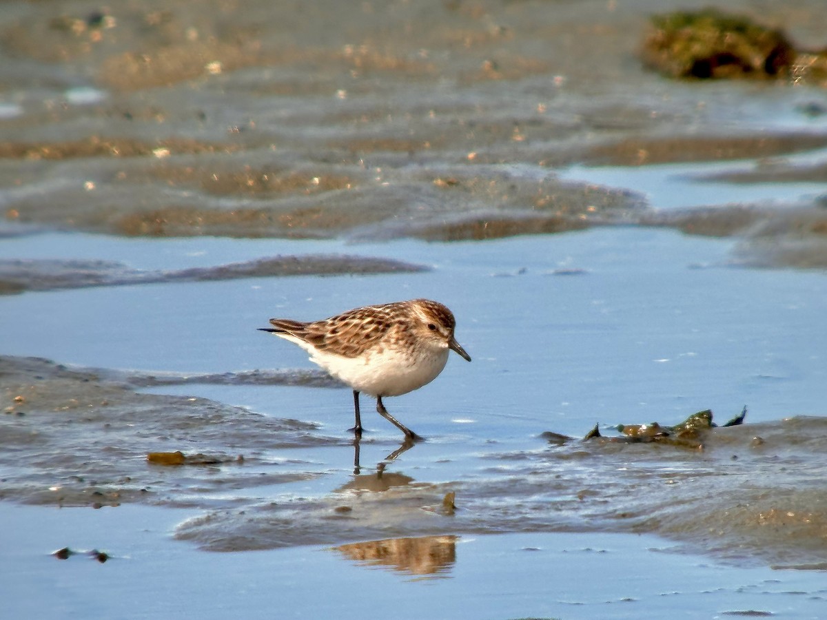 Semipalmated Sandpiper - Detlef Buettner