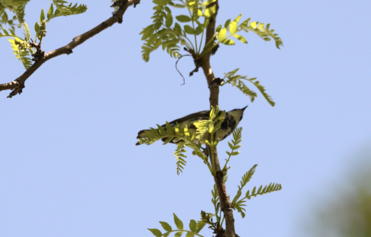 lesňáček žlutoskvrnný (ssp. coronata) - ML619430539