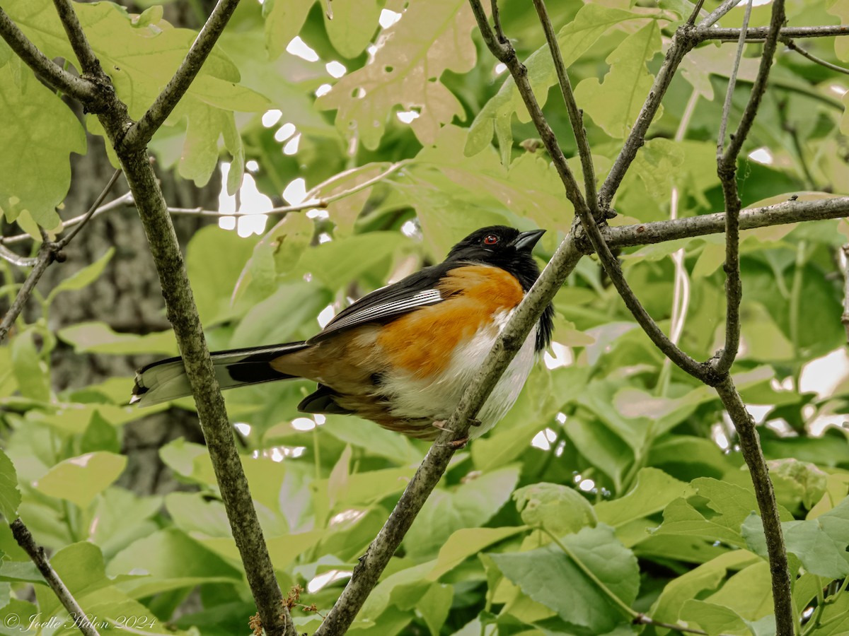 Eastern Towhee - JT Santangelo