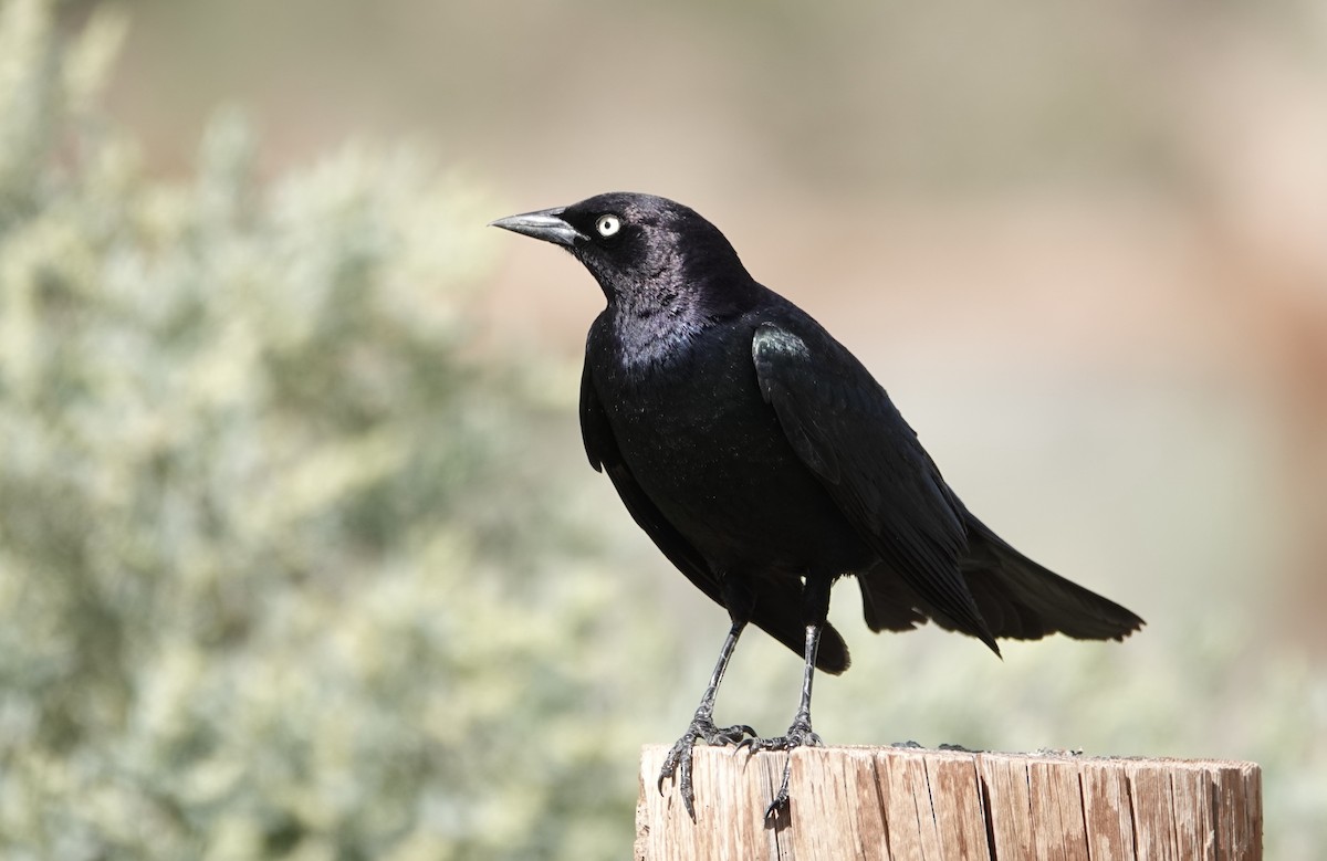 Brewer's Blackbird - Peter Williams