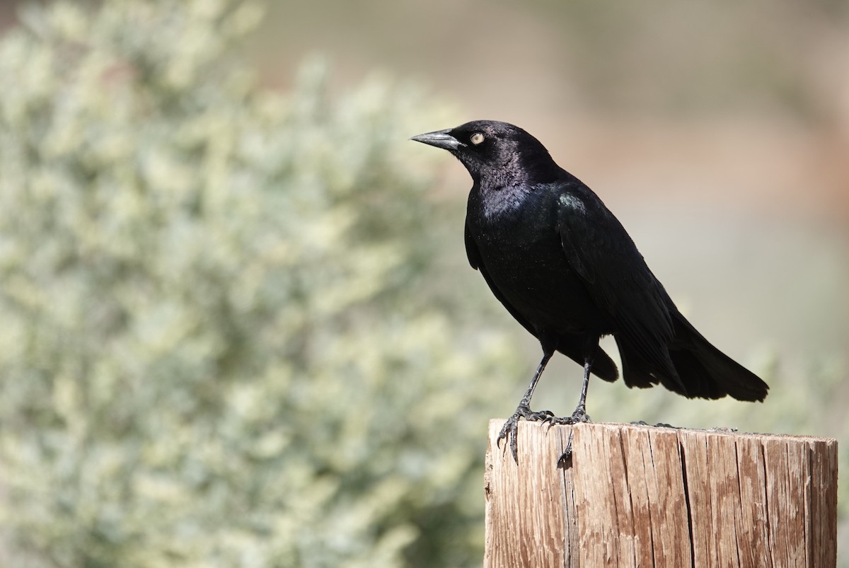 Brewer's Blackbird - Peter Williams