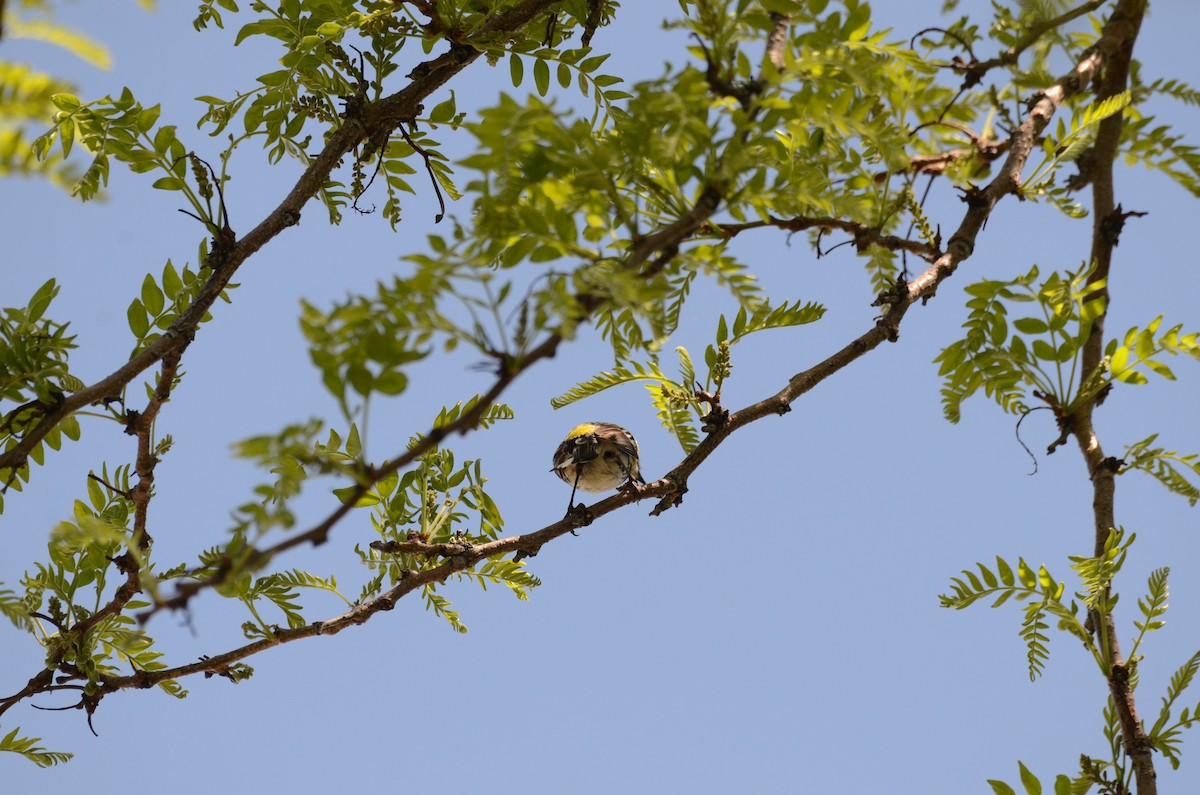 lesňáček žlutoskvrnný (ssp. coronata) - ML619430546