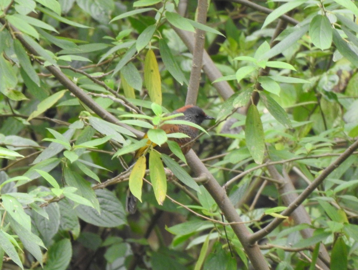 Chestnut-crowned Laughingthrush - Suebsawat Sawat-chuto