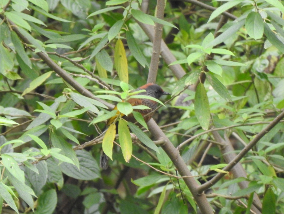 Chestnut-crowned Laughingthrush - ML619430550