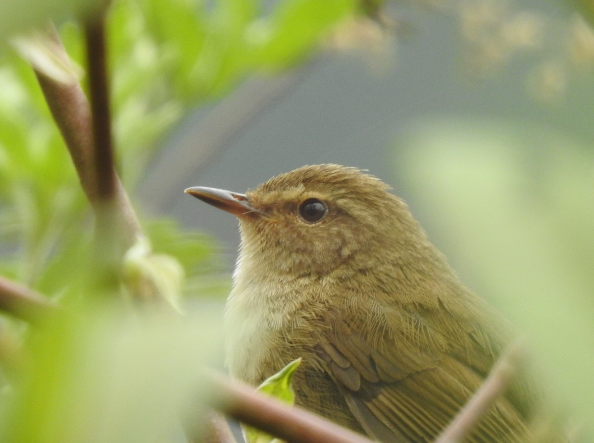 Brownish-flanked Bush Warbler - Suebsawat Sawat-chuto