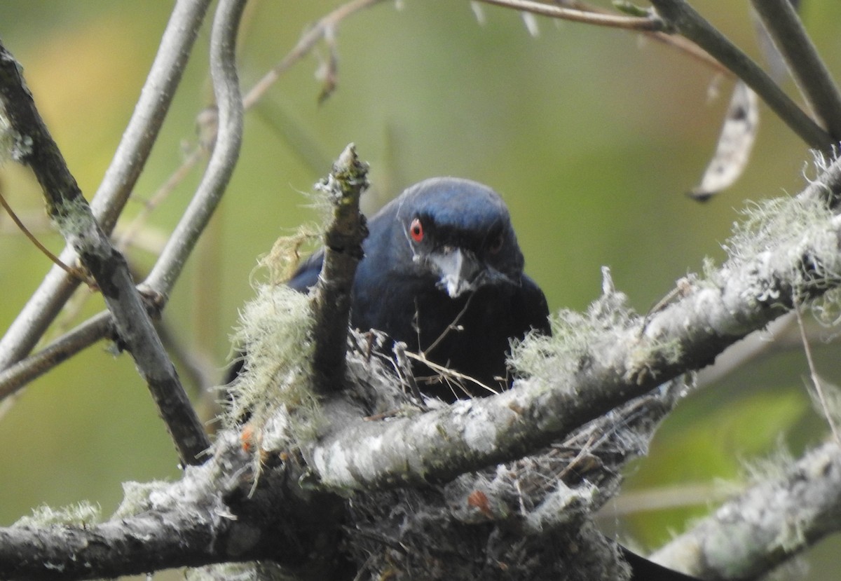 Ashy Drongo - Suebsawat Sawat-chuto