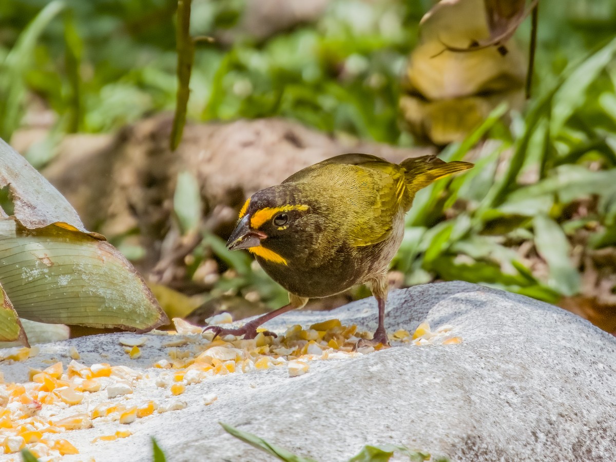 Yellow-faced Grassquit - Imogen Warren