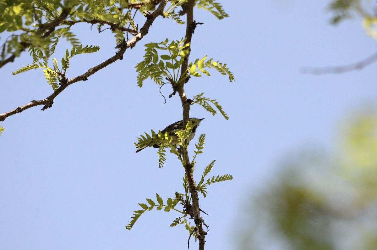 lesňáček žlutoskvrnný (ssp. coronata) - ML619430560