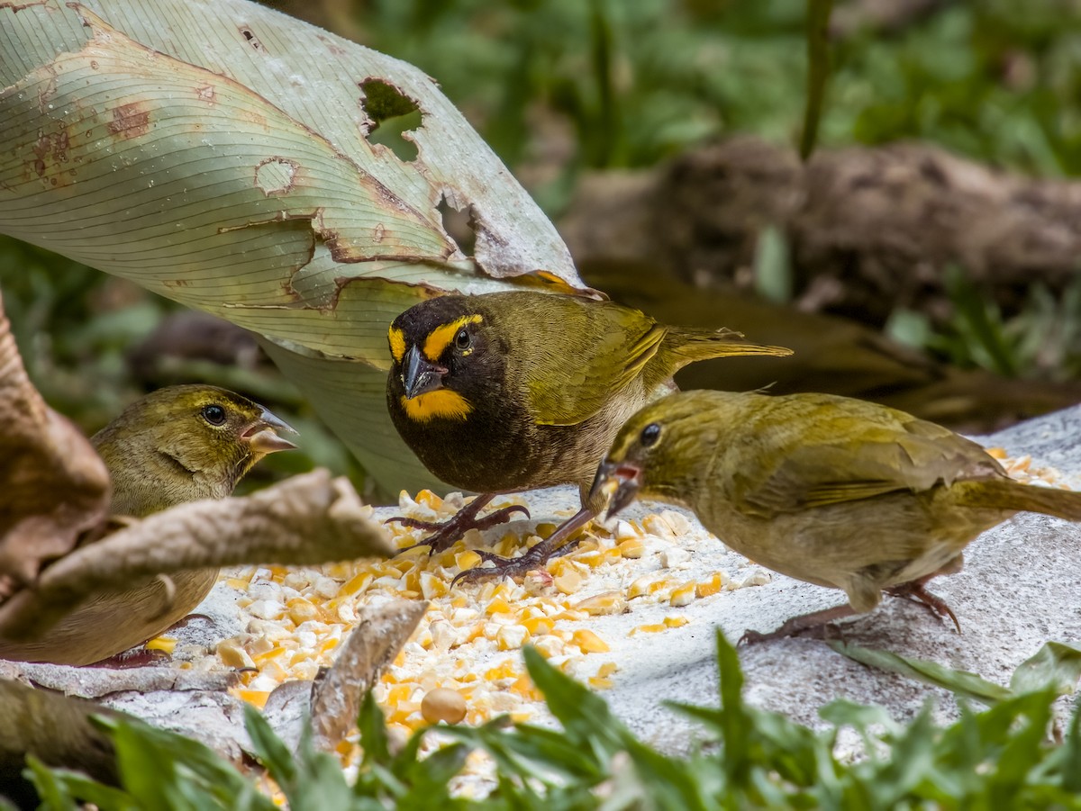 Yellow-faced Grassquit - Imogen Warren