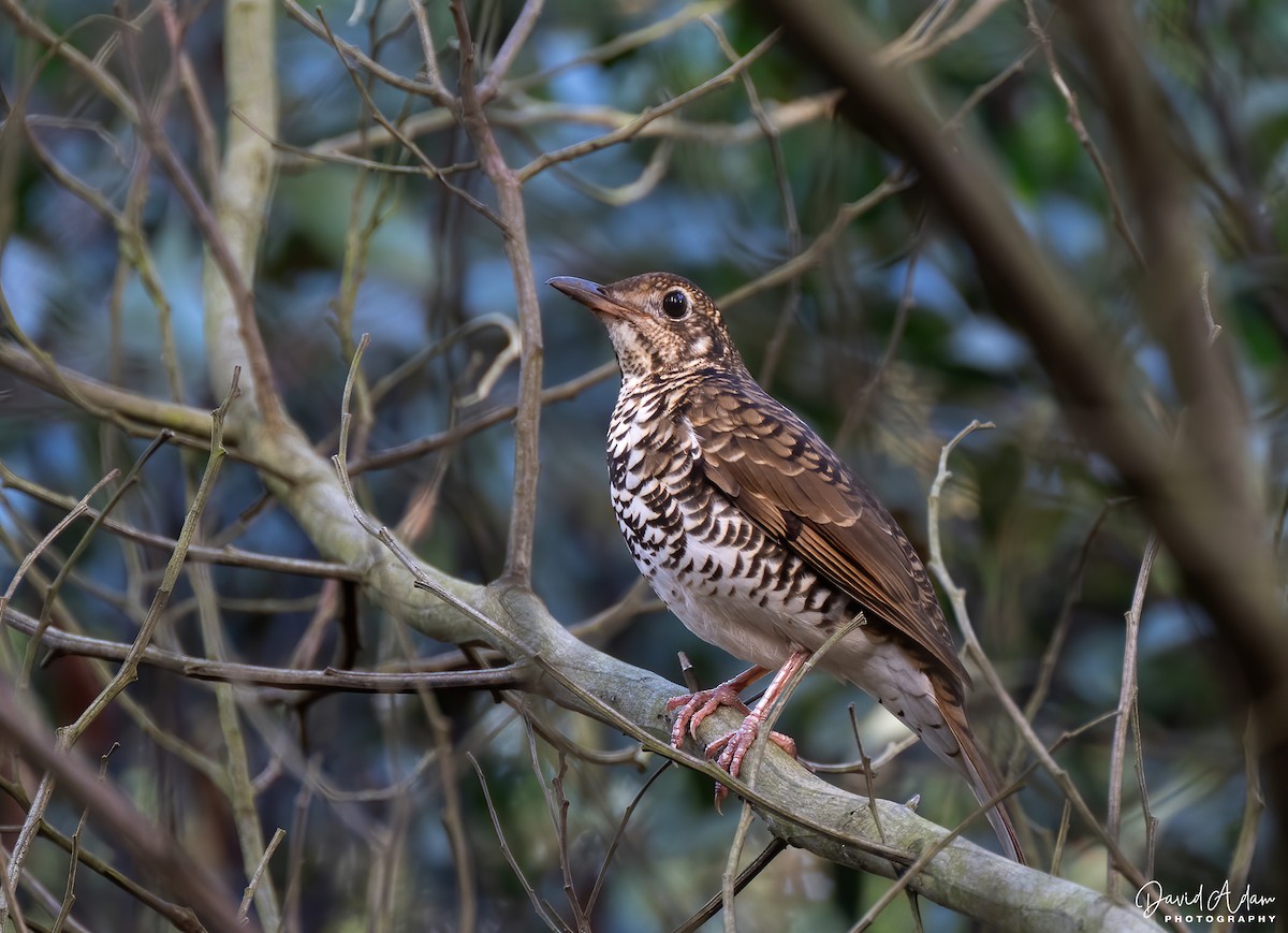 Bassian Thrush - David Adam