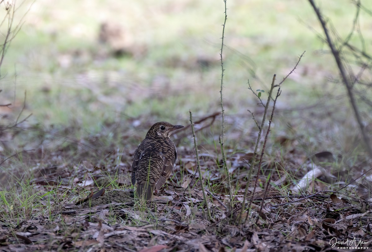 Bassian Thrush - David Adam