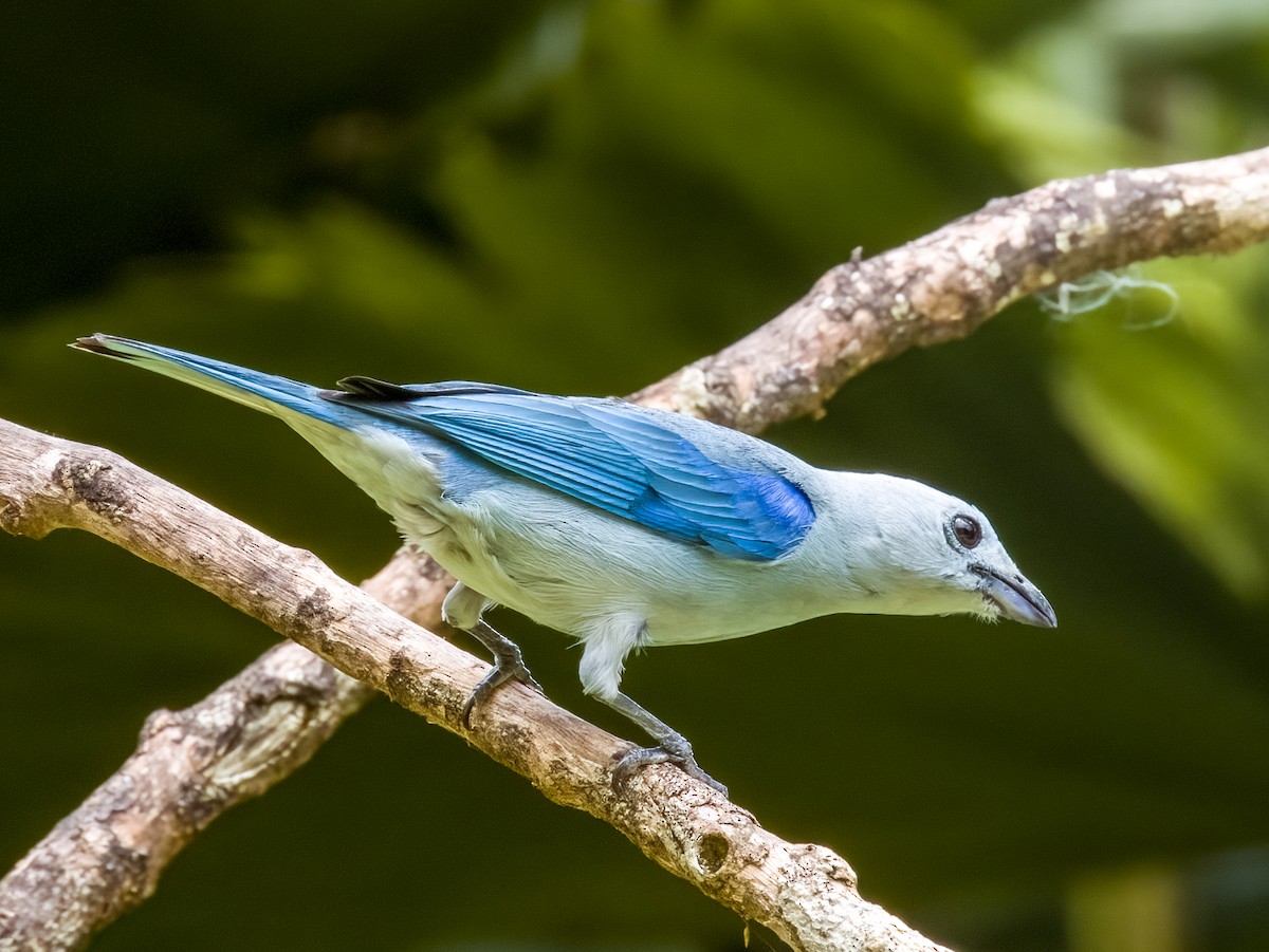 Blue-gray Tanager - Imogen Warren