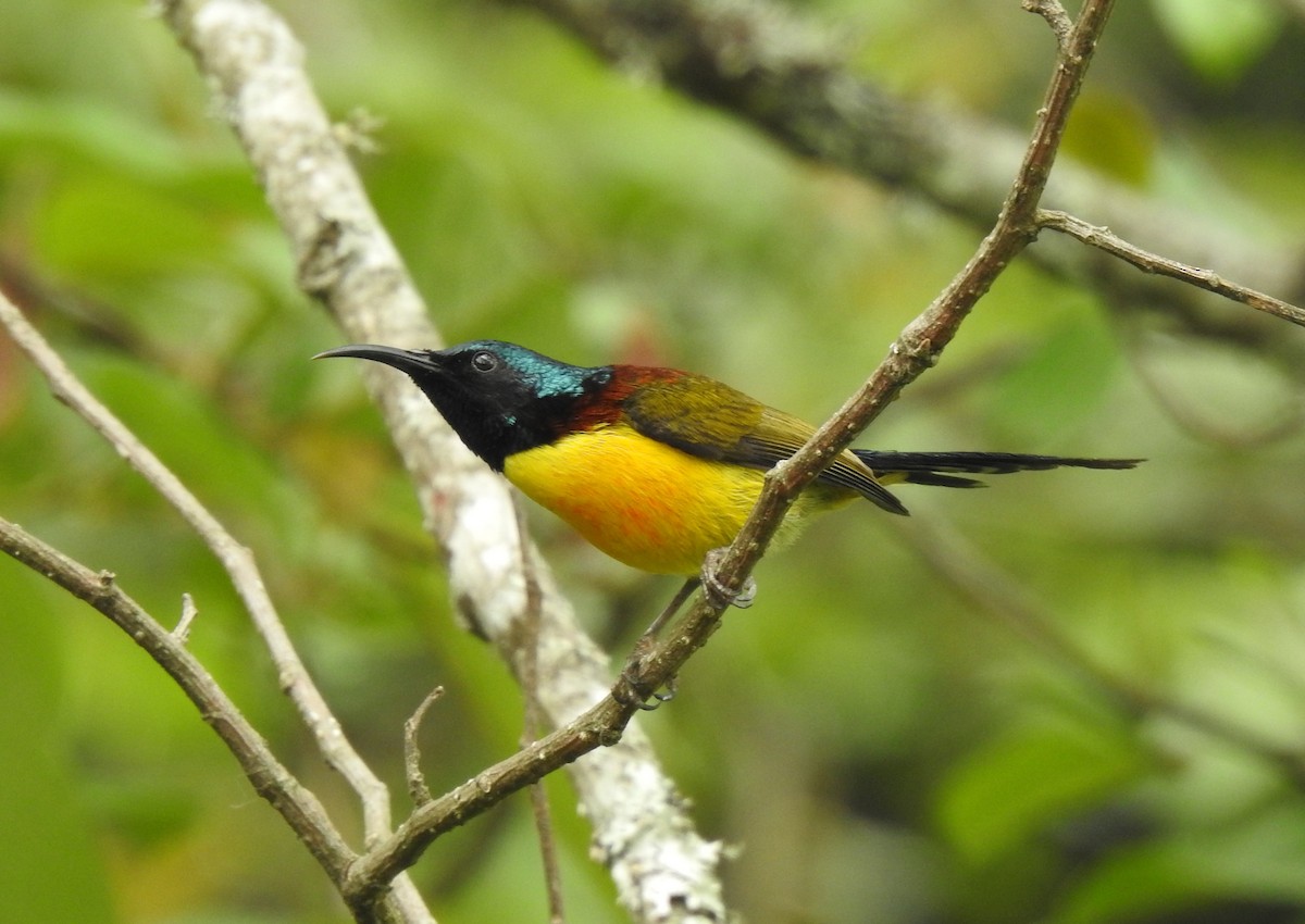 Green-tailed Sunbird - Suebsawat Sawat-chuto
