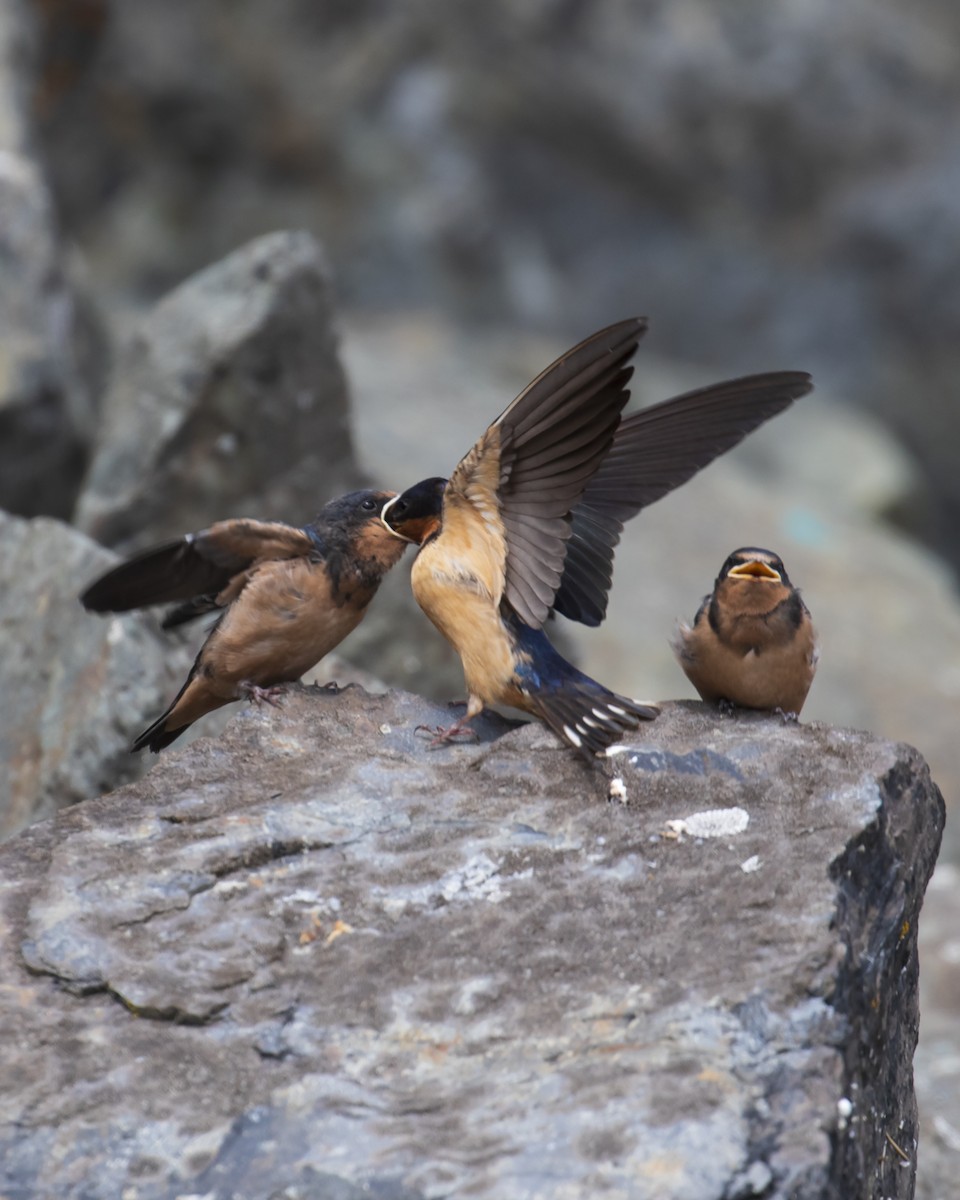 Barn Swallow - Mark Sawyer