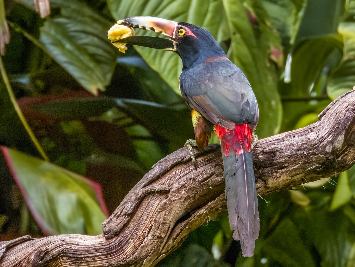 Collared Aracari - Imogen Warren