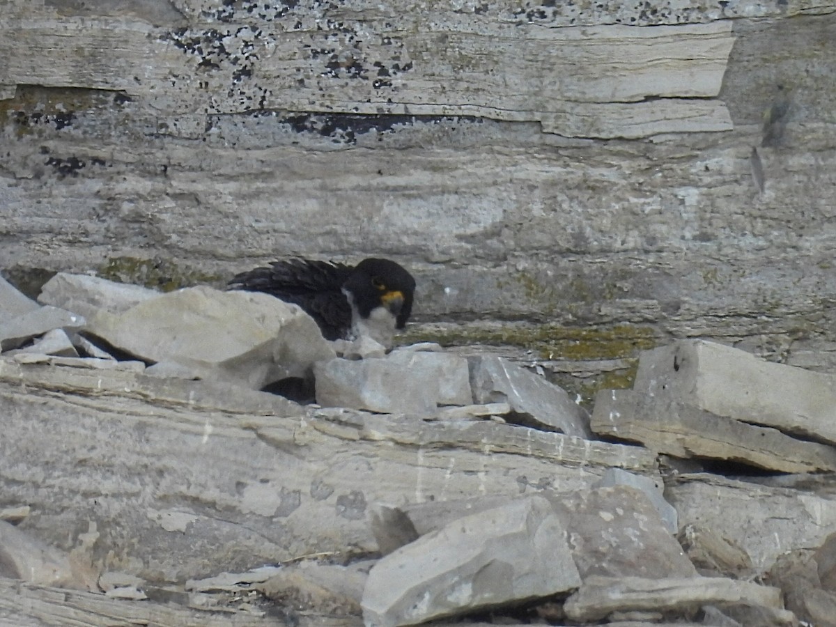 Peregrine Falcon - Melody Walsh