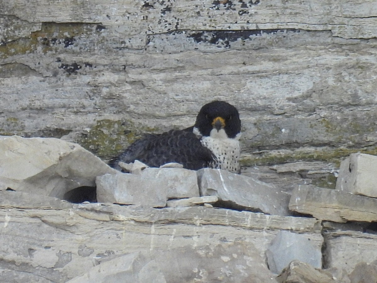 Peregrine Falcon - Melody Walsh