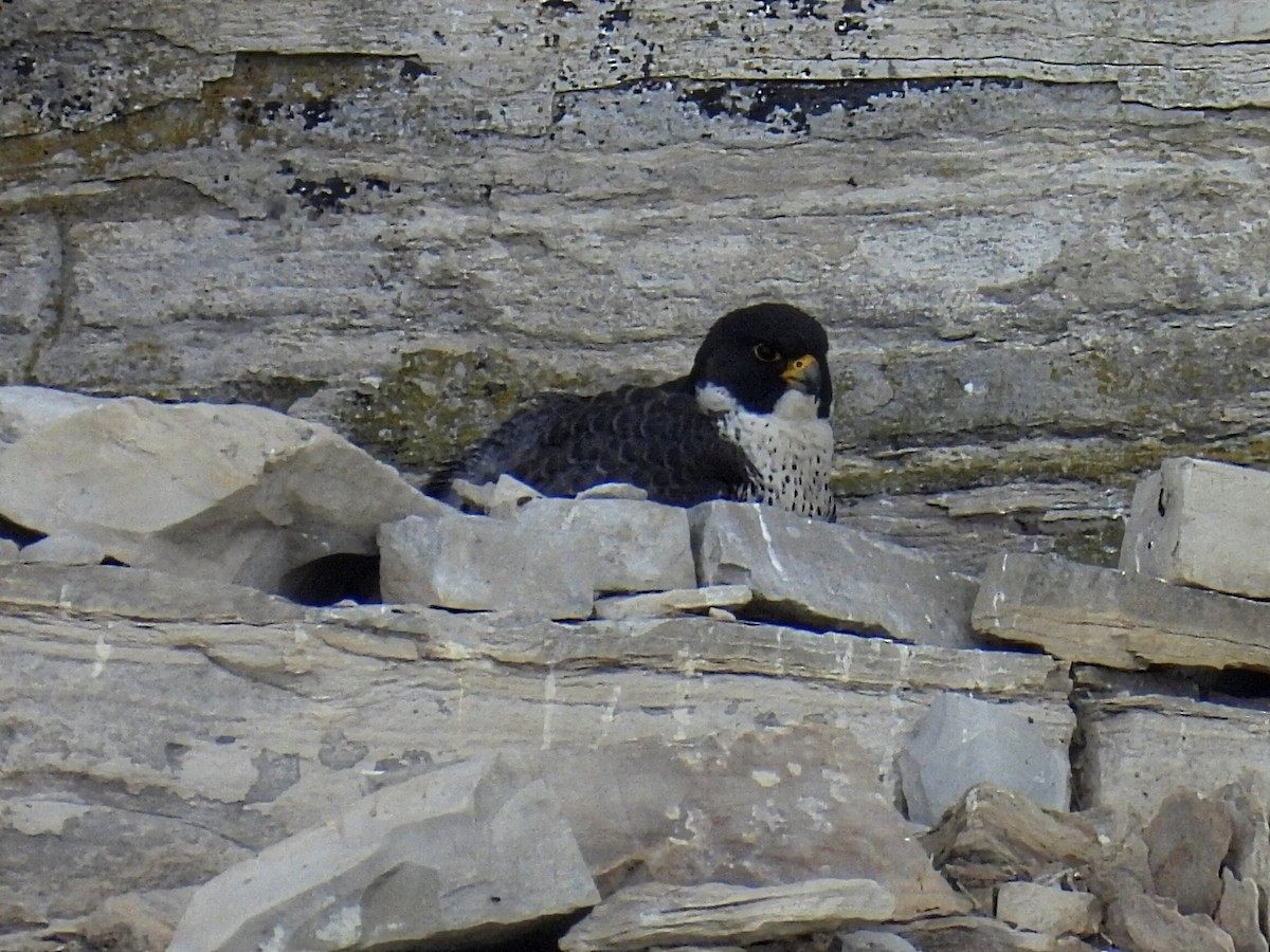 Peregrine Falcon - Melody Walsh