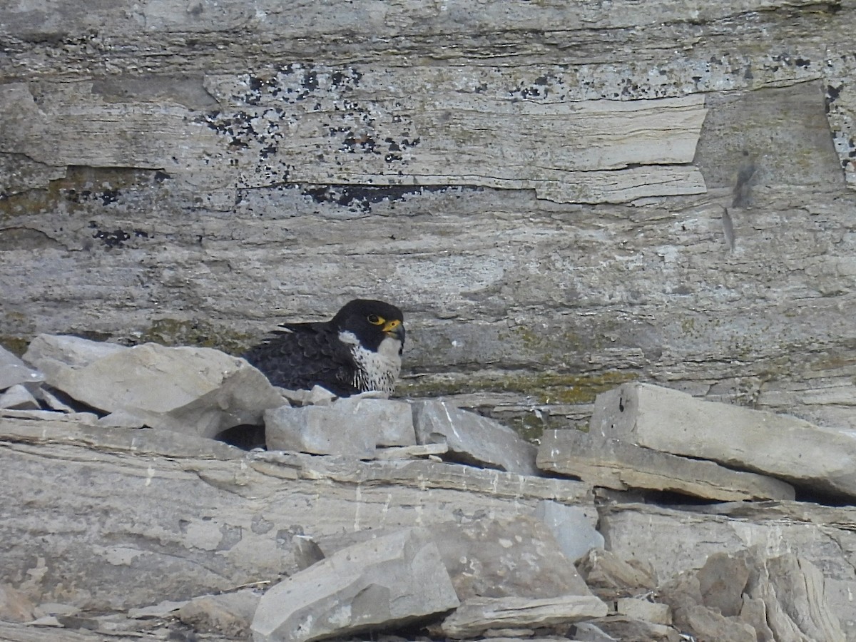 Peregrine Falcon - Melody Walsh