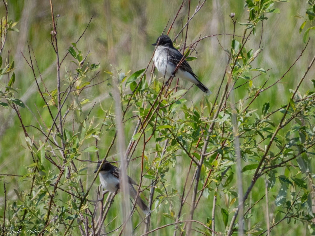 Eastern Kingbird - ML619430617