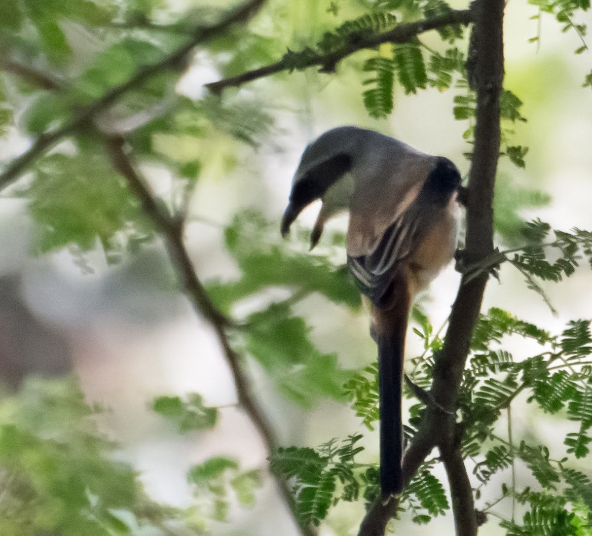 Long-tailed Shrike - chandana roy