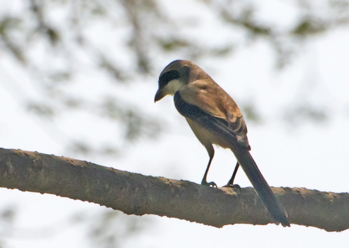 Long-tailed Shrike - chandana roy