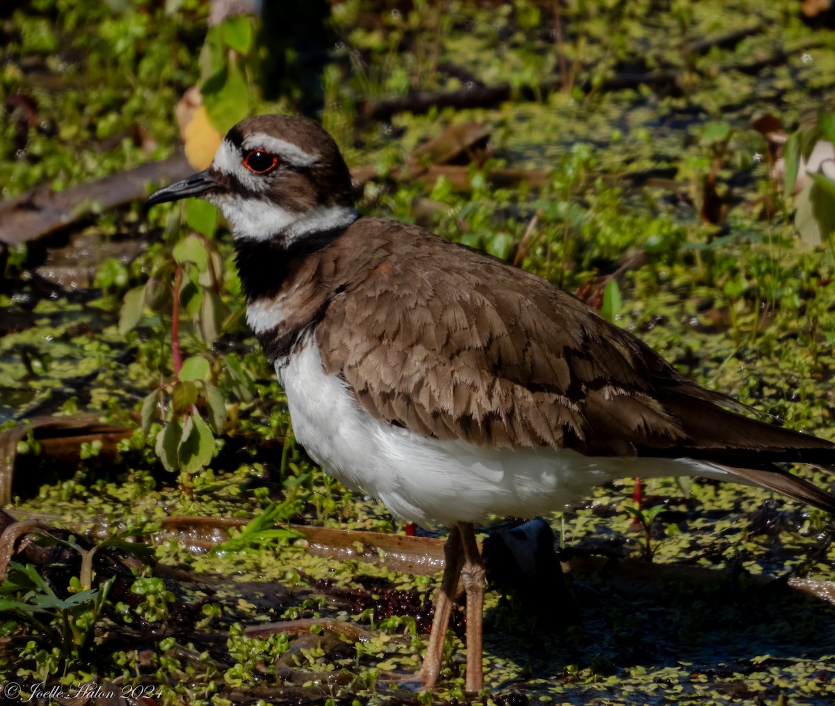 Killdeer - JT Santangelo