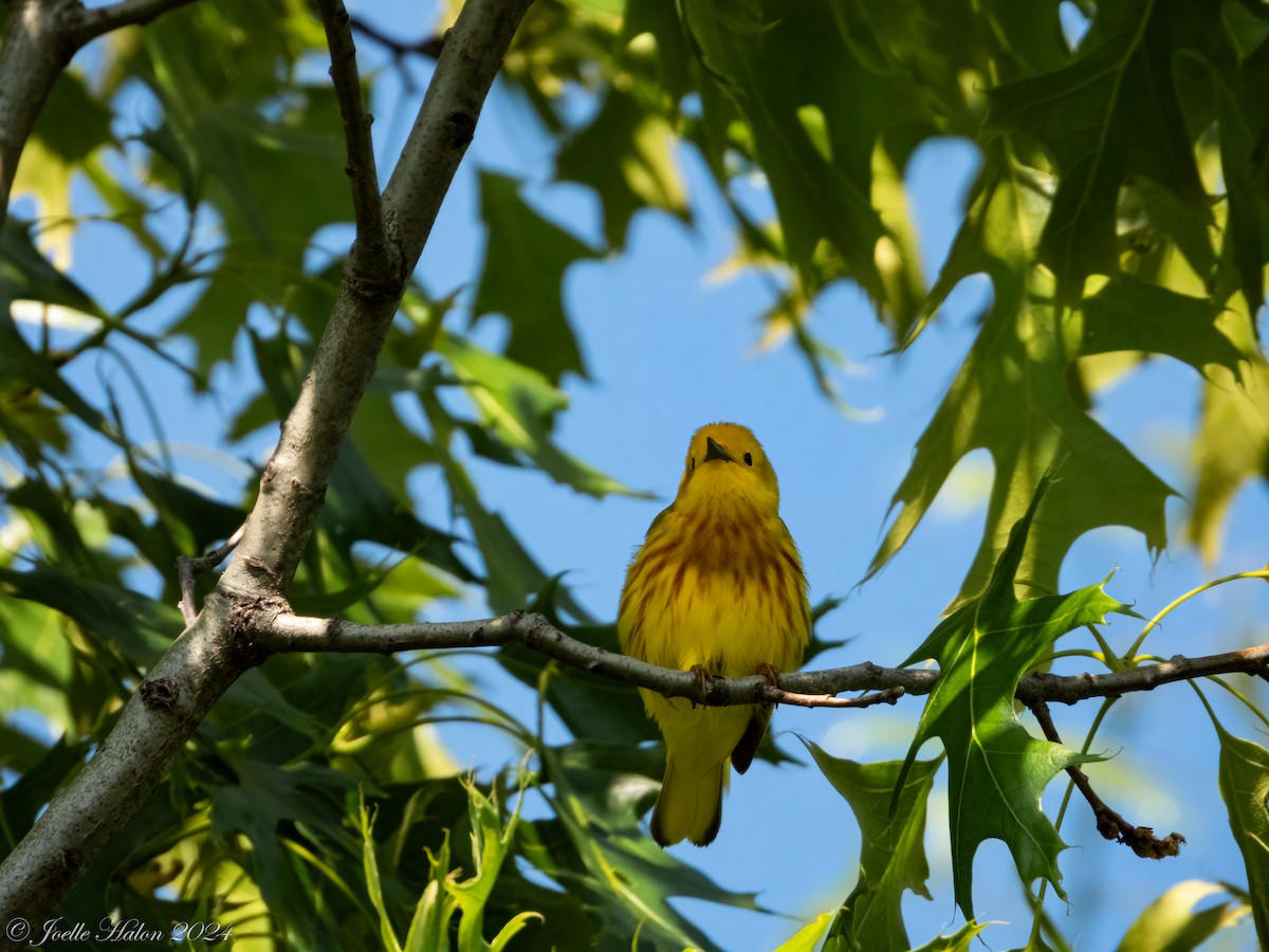 Yellow Warbler - JT Santangelo