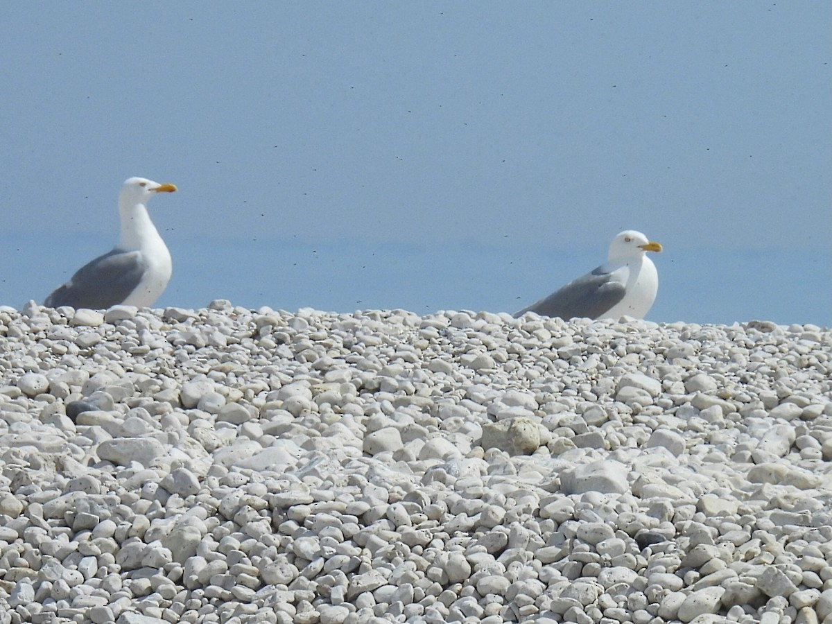 Herring Gull - Melody Walsh