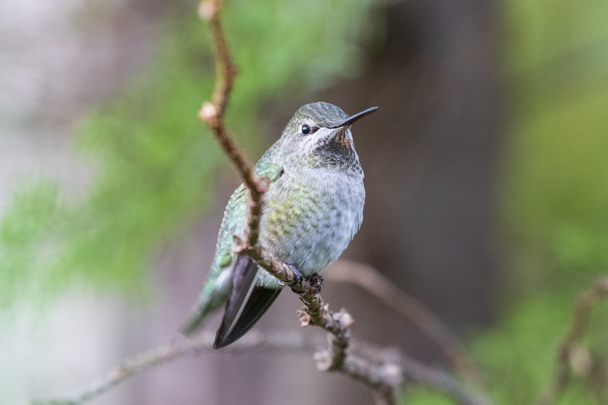 Anna's Hummingbird - Mark Sawyer