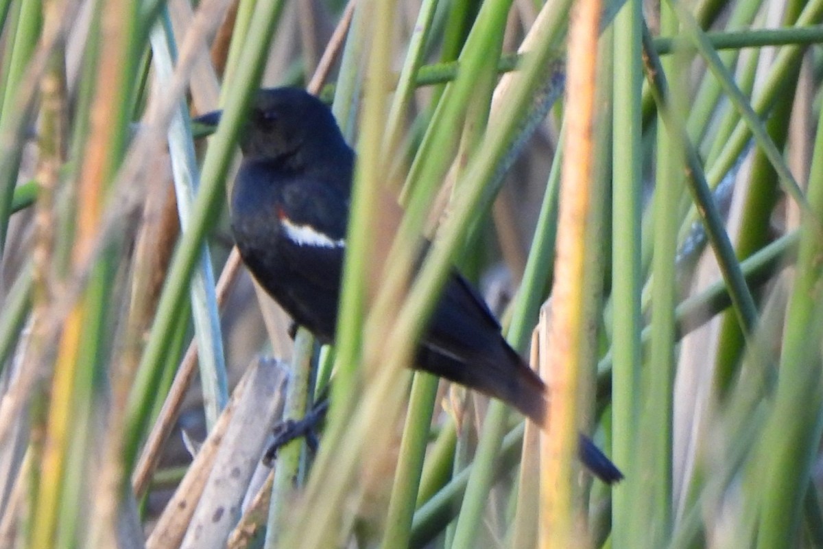 Tricolored Blackbird - Michael I Christie