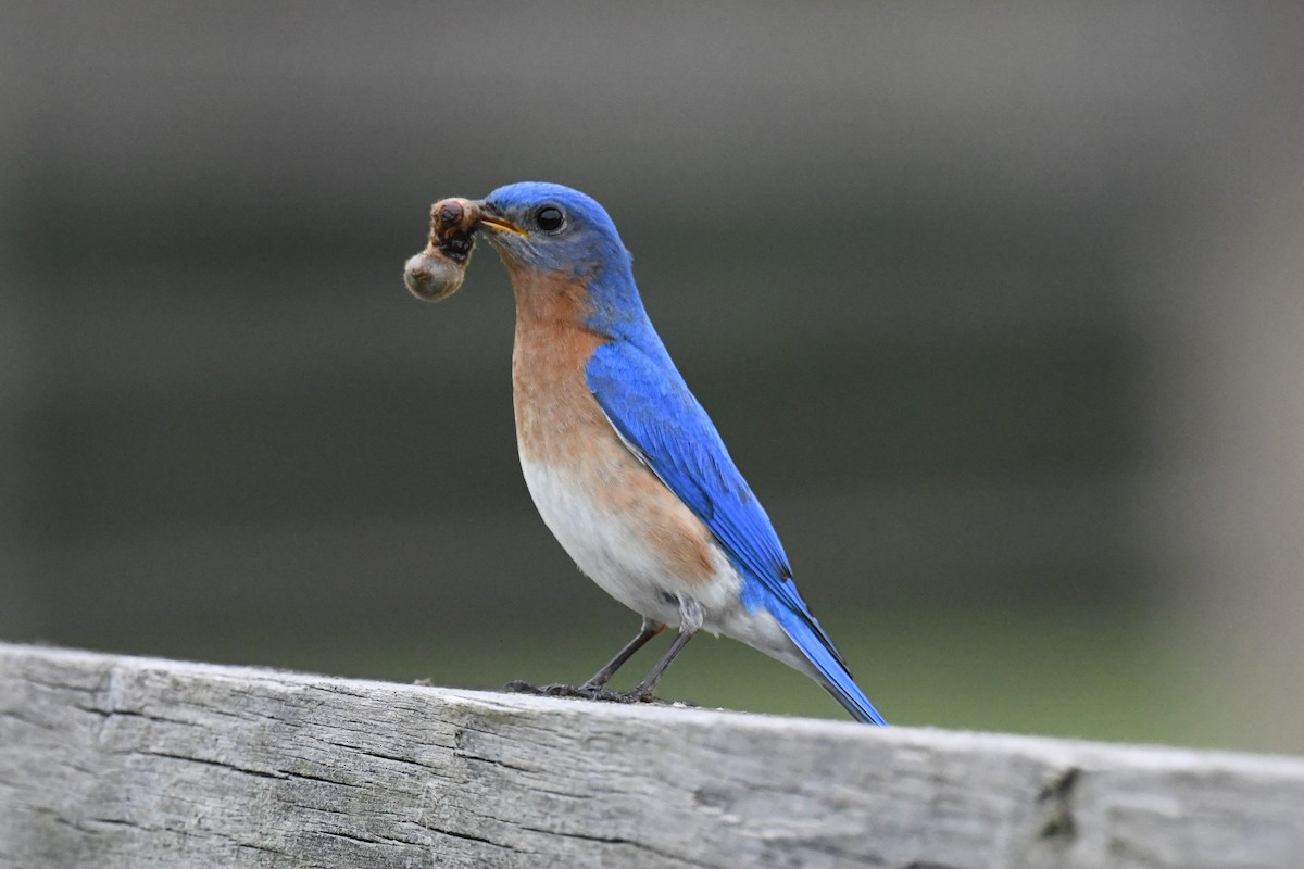 Eastern Bluebird - Joseph Sefter