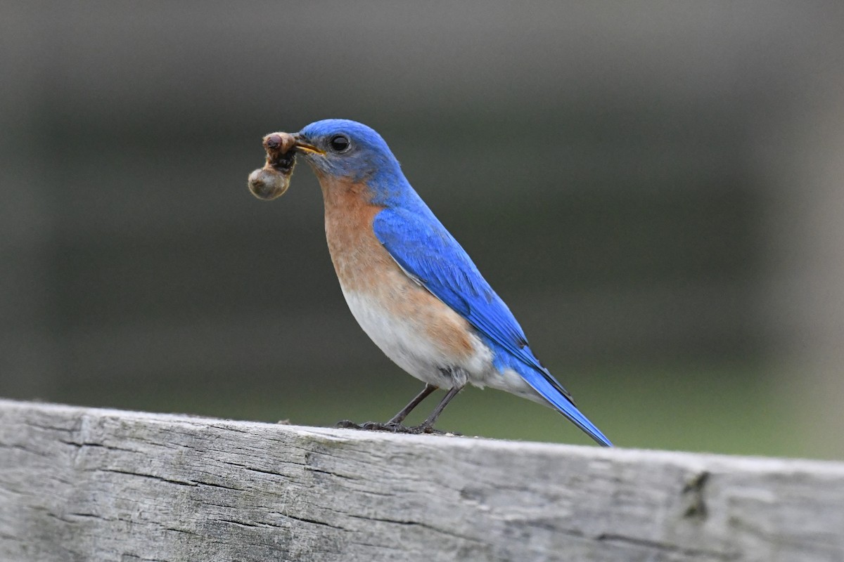 Eastern Bluebird - Joseph Sefter