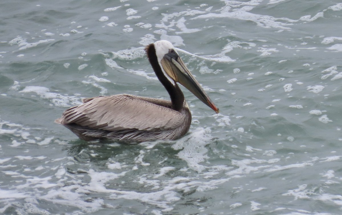 Brown Pelican - ML619430669