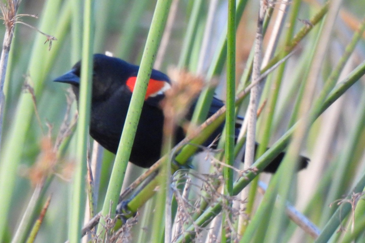 Tricolored Blackbird - ML619430670