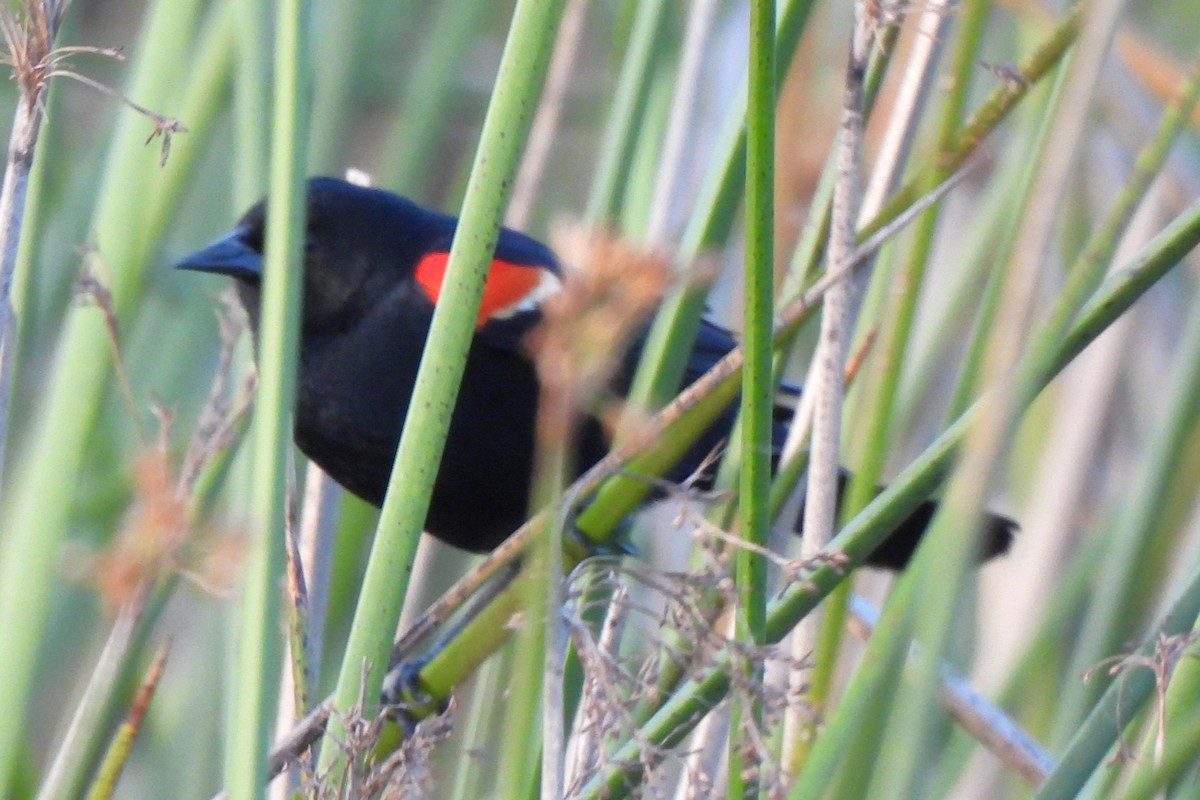 Tricolored Blackbird - Michael I Christie