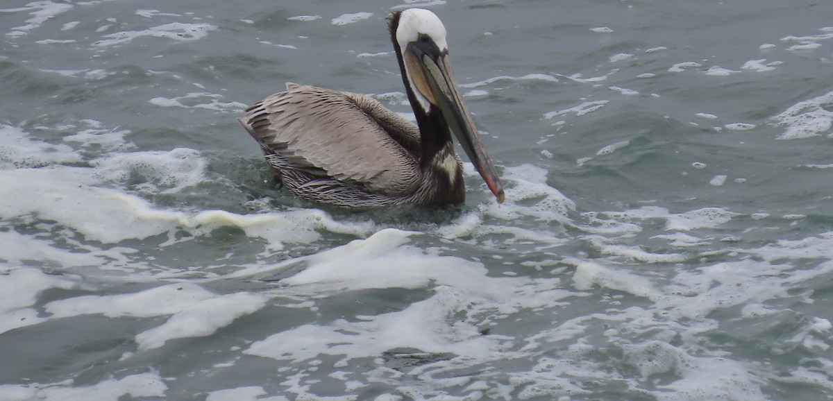 pelikán hnědý - ML619430671