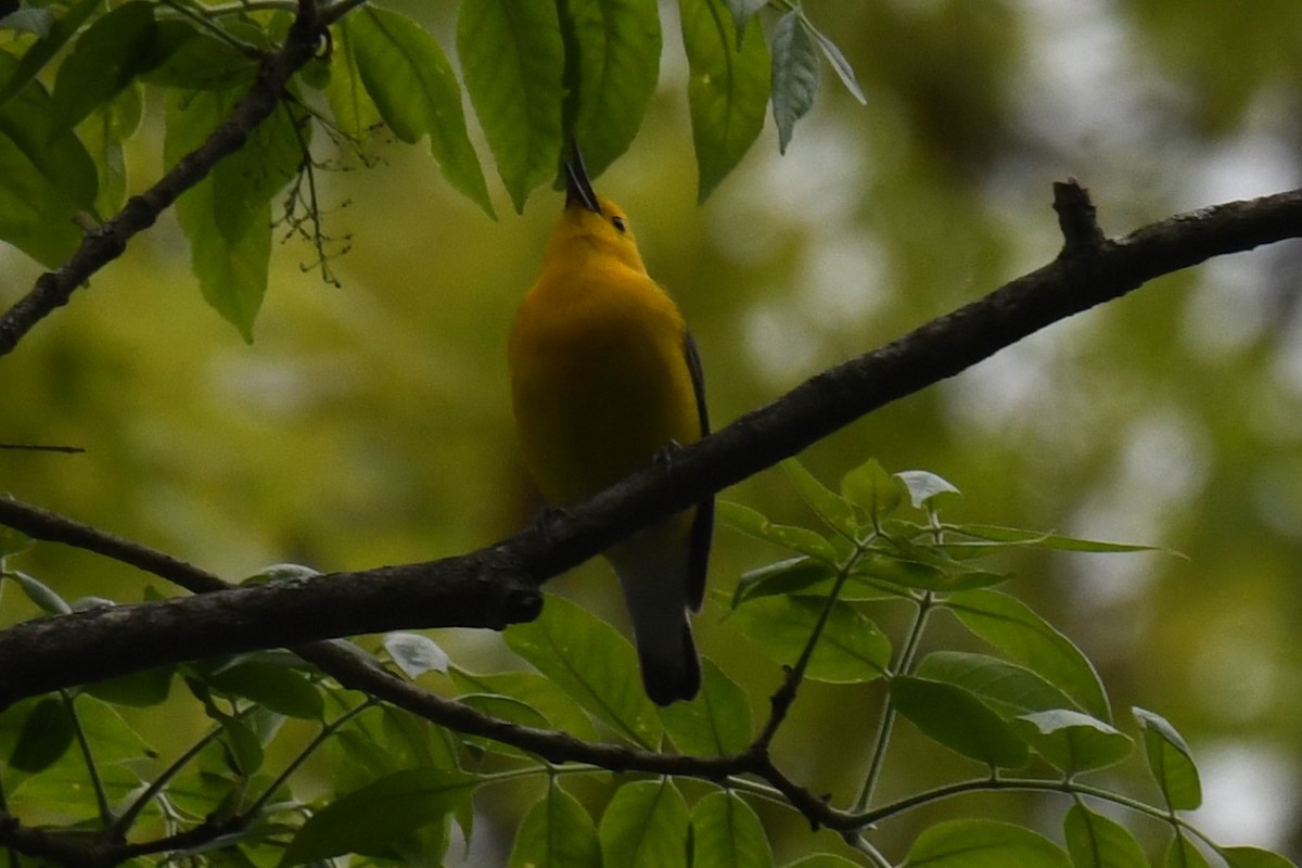 Prothonotary Warbler - Joseph Sefter