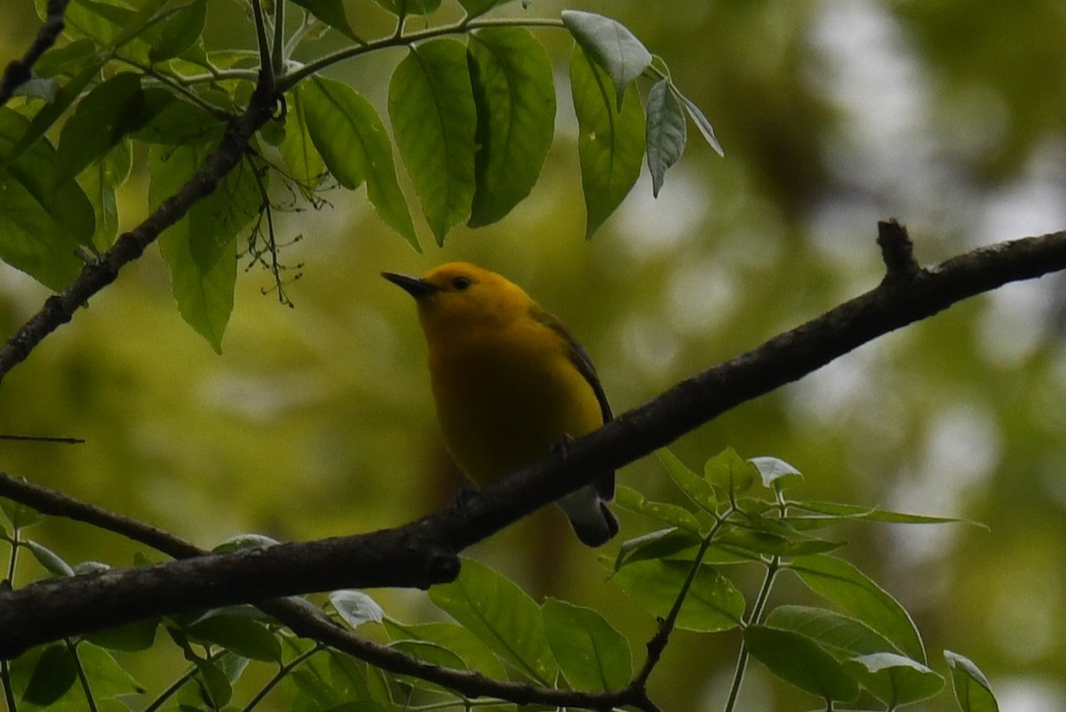 Prothonotary Warbler - Joseph Sefter