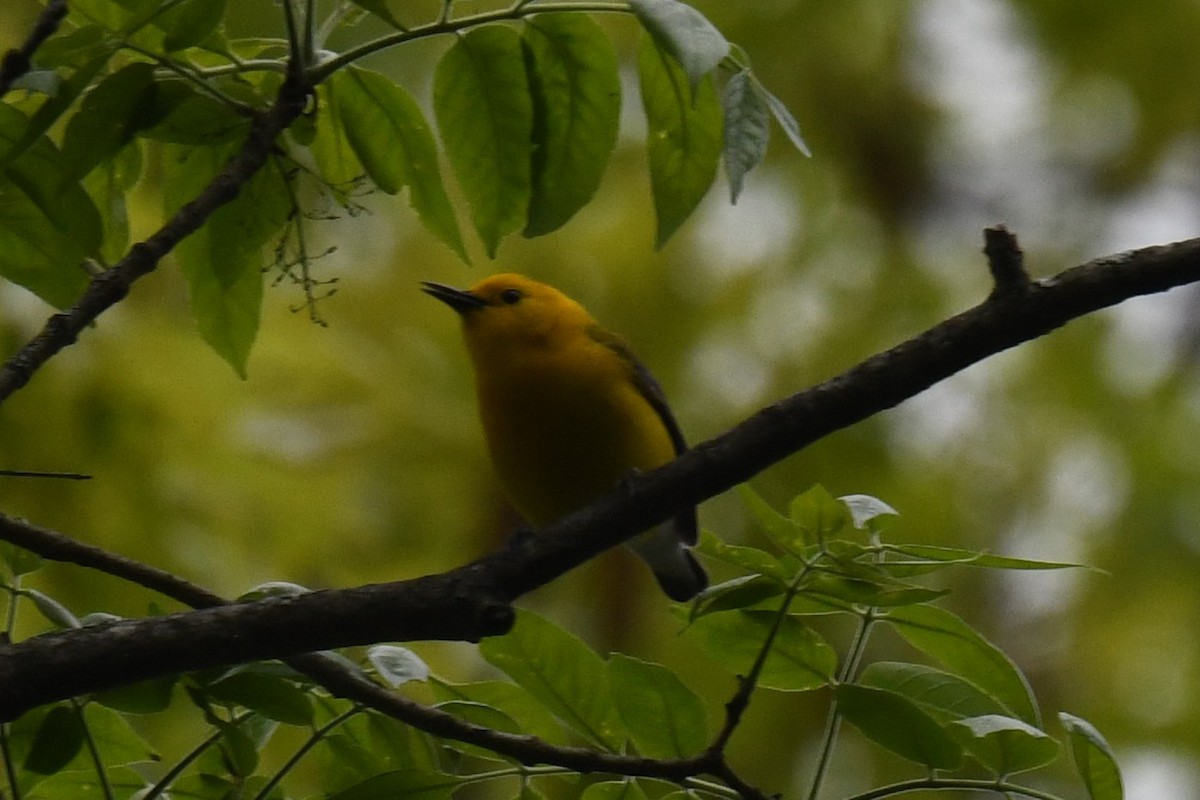 Prothonotary Warbler - Joseph Sefter