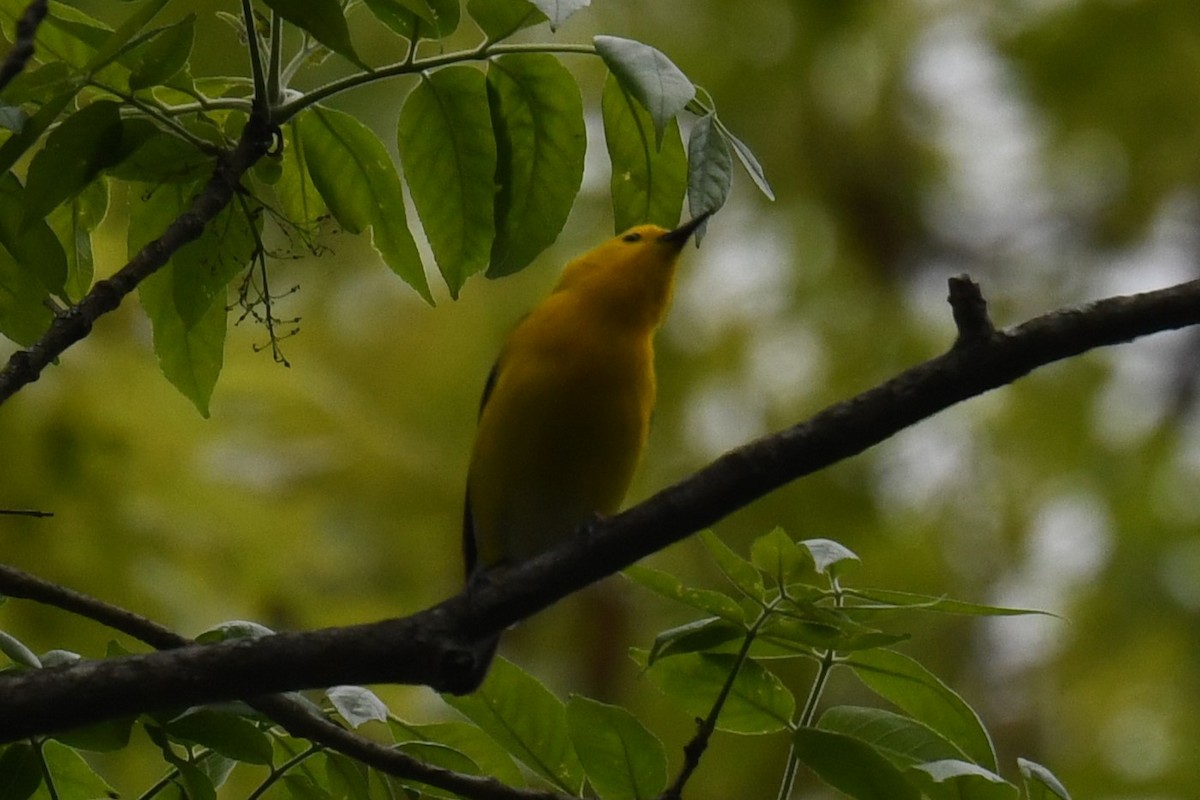 Prothonotary Warbler - Joseph Sefter