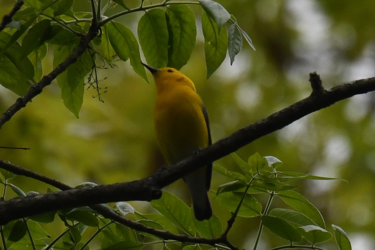 Prothonotary Warbler - Joseph Sefter