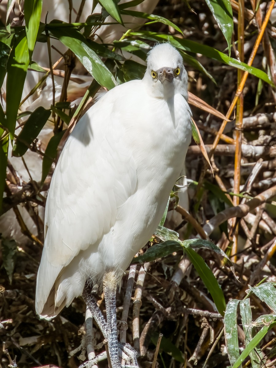 Western Cattle Egret - Imogen Warren